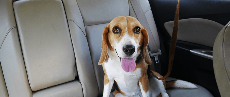 chien malade en voiture